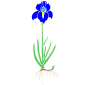 Iris