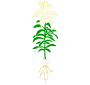 Lily Stencil