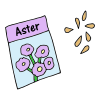 Aster Seeds Picture