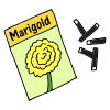 Marigold+Seeds Picture
