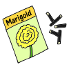 Marigold Seeds Picture