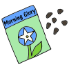Morning Glory Seeds