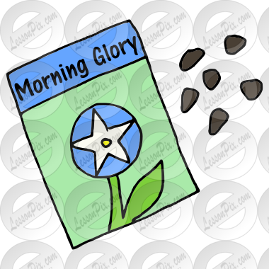 Morning Glory Seeds