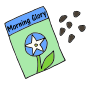 Morning Glory Seeds