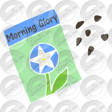 Morning Glory Seeds