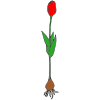 Tulip