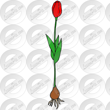 Tulip
