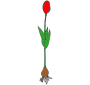 Tulip