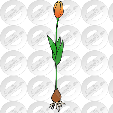 Tulip