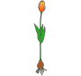 Tulip