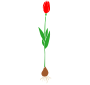 Tulip