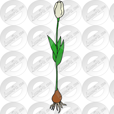 Tulip