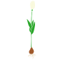 Tulip