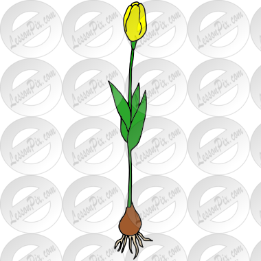 Tulip
