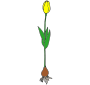 Tulip
