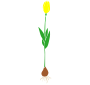 Tulip