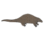 Pangolin Picture