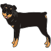 Rottweiler Picture