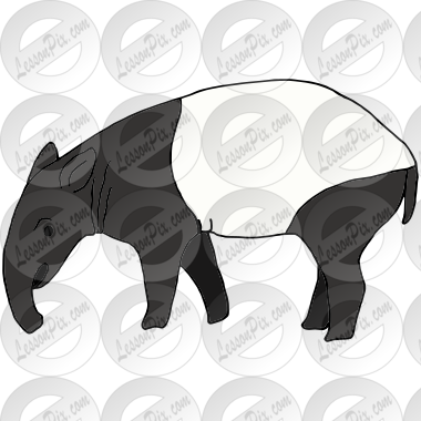 Tapir  Picture