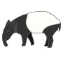 Tapir Picture