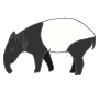 Tapir