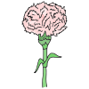 Carnation Picture