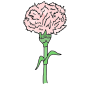 Carnation Picture