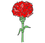 Carnation Picture