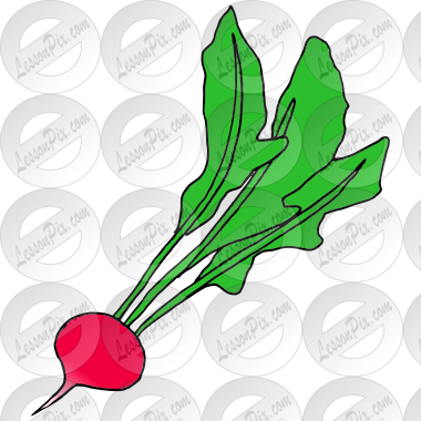 Radish