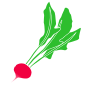 Radish