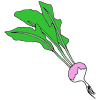 Turnip