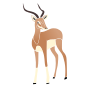 Gazelle