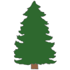 Evergreen+Tree Picture