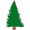 Sequoia+Tree Picture