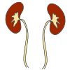 Kidneys Picture