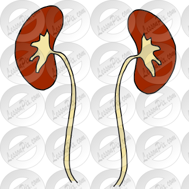 Kidneys Picture