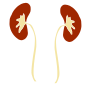 Kidneys Stencil