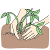 Planting