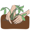 Planting