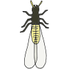 Termite Picture