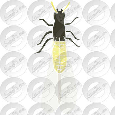 Termite