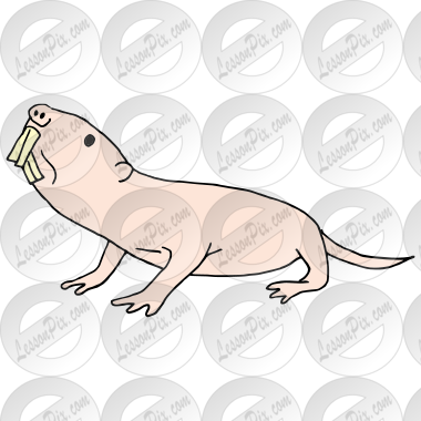 Naked Mole Rat Picture