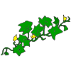 Pumpkin Vine