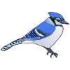 Blue Jay Picture