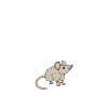 Mouse Picture