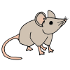 rat Picture