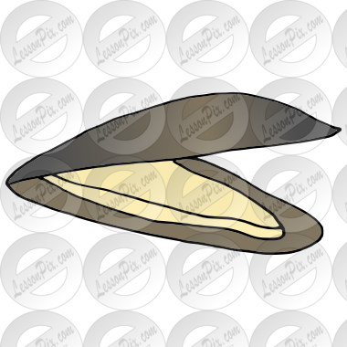 Mussel  Picture
