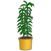 Plant Picture