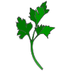 Parsley