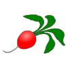 Radish
